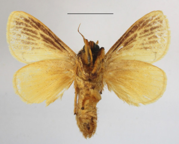 /filer/webapps/moths/media/images/P/pallida_Parasa_A_MGCLb_01.JPG