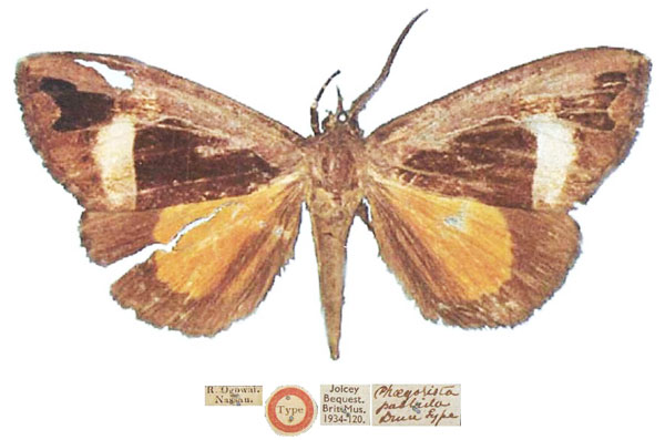 /filer/webapps/moths/media/images/P/pallida_Phaegorista_HT_NHMUK.jpg