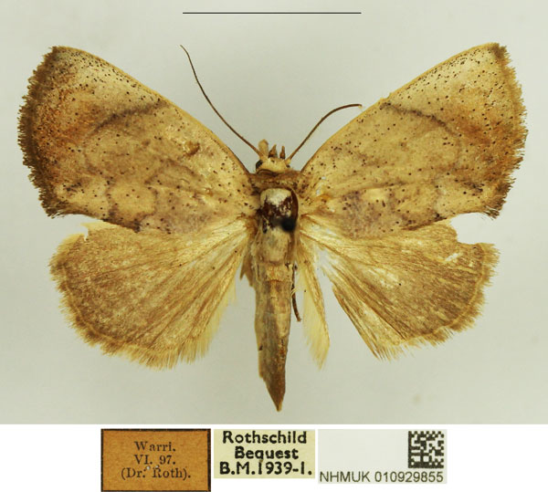/filer/webapps/moths/media/images/P/pallida_Plusiocalpe_AF_NHMUK.jpg