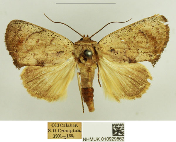 /filer/webapps/moths/media/images/P/pallida_Plusiocalpe_AM_NHMUK.jpg
