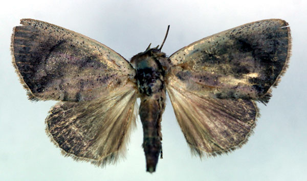 /filer/webapps/moths/media/images/P/pallida_Plusiocalpe_A_RMCA.jpg