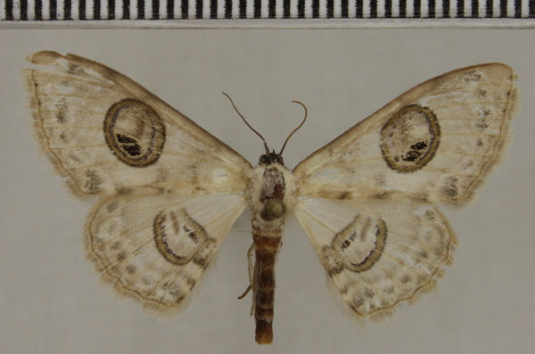/filer/webapps/moths/media/images/P/pallida_Problepsis_PT_ZSM.jpg