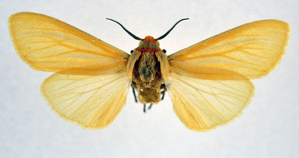 /filer/webapps/moths/media/images/P/pallida_Pseudoradiarctia_AM_NHMO.jpg