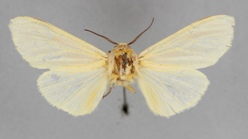 /filer/webapps/moths/media/images/P/pallida_Pseudoradiarctia_HT_BMNH.jpg
