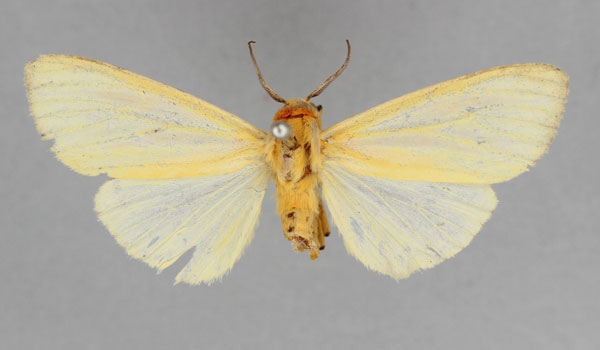 /filer/webapps/moths/media/images/P/pallida_Pseudoradiarctia_PT_BMNH.jpg