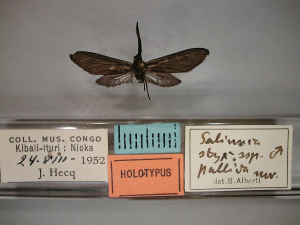 /filer/webapps/moths/media/images/P/pallida_Saliunca_HT_RMCA_01.jpg