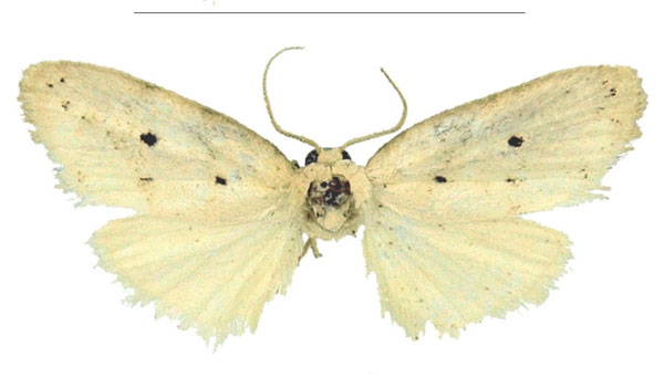/filer/webapps/moths/media/images/P/pallida_Spatulosia_HT_MSNS.jpg