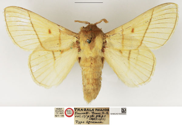/filer/webapps/moths/media/images/P/pallida_Trabala_HT_NHMUK.jpg