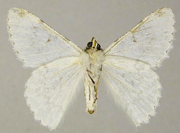 /filer/webapps/moths/media/images/P/pallidata_Pingasa_AM_ZSMb.jpg