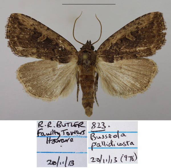 /filer/webapps/moths/media/images/P/pallidicosta_Busseola_AM_Butler_01a.jpg