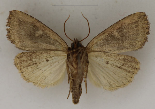 /filer/webapps/moths/media/images/P/pallidicosta_Busseola_AM_Butler_01b.jpg