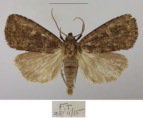 /filer/webapps/moths/media/images/P/pallidicosta_Busseola_AM_Butler_02a.jpg