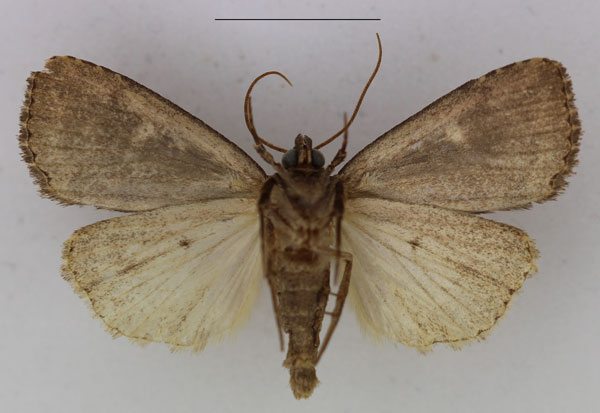 /filer/webapps/moths/media/images/P/pallidicosta_Busseola_AM_Butler_02b.jpg