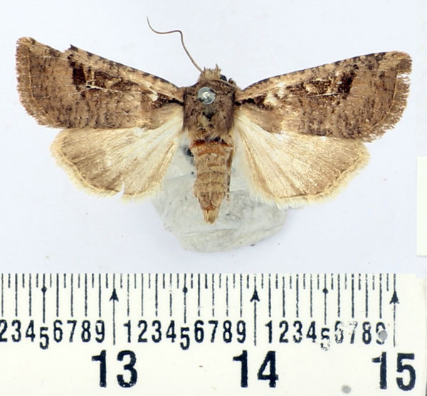 /filer/webapps/moths/media/images/P/pallidicosta_Hyssia_AF_BMNH.jpg