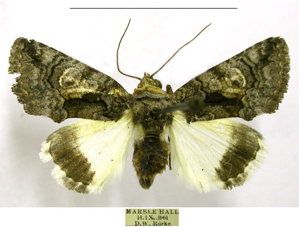 /filer/webapps/moths/media/images/P/pallididisca_Aedia_AF_TMSA.jpg