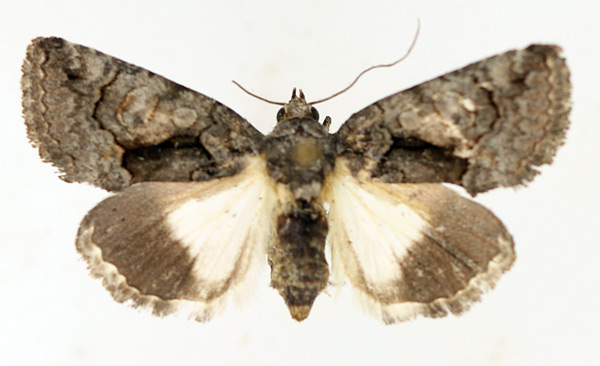 /filer/webapps/moths/media/images/P/pallididisca_Aedia_AF_TMSA_01.jpg