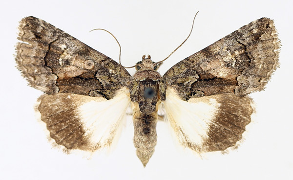 /filer/webapps/moths/media/images/P/pallididisca_Aedia_AF_TMSA_02.jpg