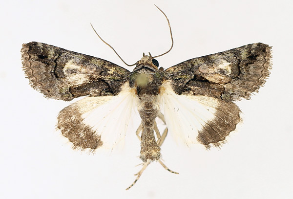 /filer/webapps/moths/media/images/P/pallididisca_Aedia_AM_TMSA_01.jpg