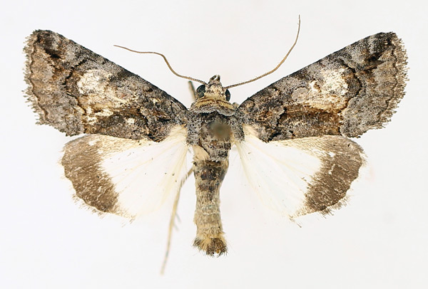 /filer/webapps/moths/media/images/P/pallididisca_Aedia_AM_TMSA_02.jpg