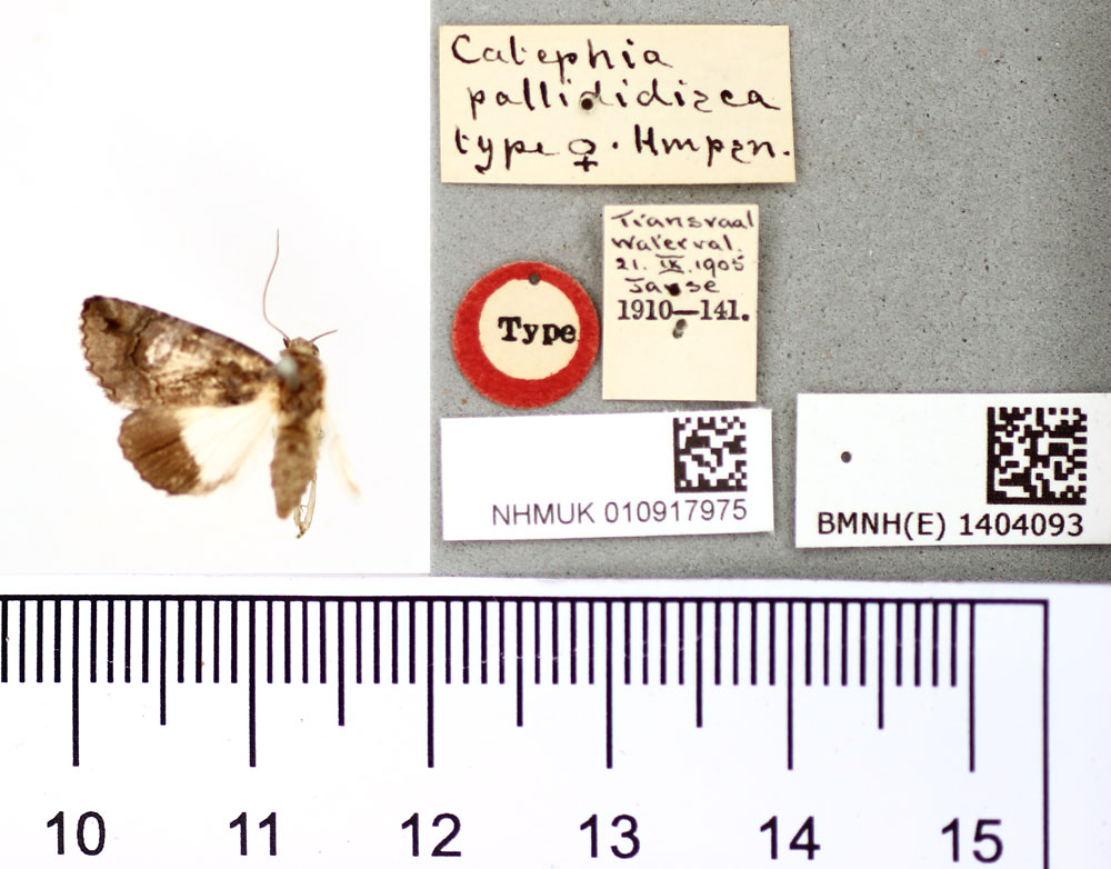 /filer/webapps/moths/media/images/P/pallididisca_Catephia_HT_BMNH.jpg