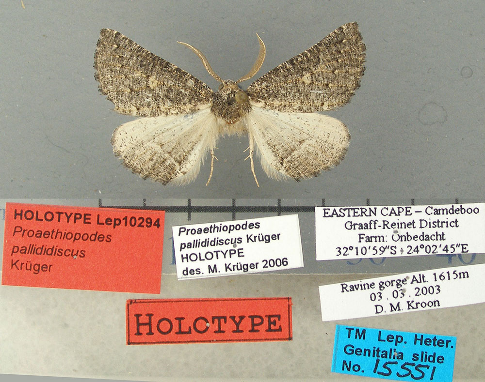 /filer/webapps/moths/media/images/P/pallididiscus_Proaethiopodes_HT_TMSA.jpg
