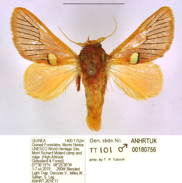 /filer/webapps/moths/media/images/P/pallidifascia_Delorhachis_HT_ANHRT.jpg