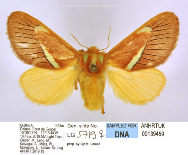 /filer/webapps/moths/media/images/P/pallidifascia_Delorhachis_PTM_ANHRT.jpg