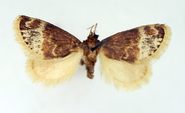 /filer/webapps/moths/media/images/P/pallidifascia_Isozinara_AF_TMSA.jpg