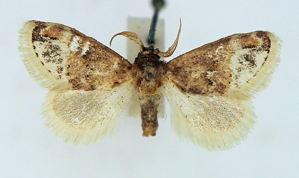 /filer/webapps/moths/media/images/P/pallidifascia_Isozinara_AM_TMSA.jpg