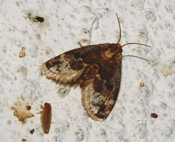 /filer/webapps/moths/media/images/P/pallidifascia_Isozinara_A_Roland_10_2.jpg