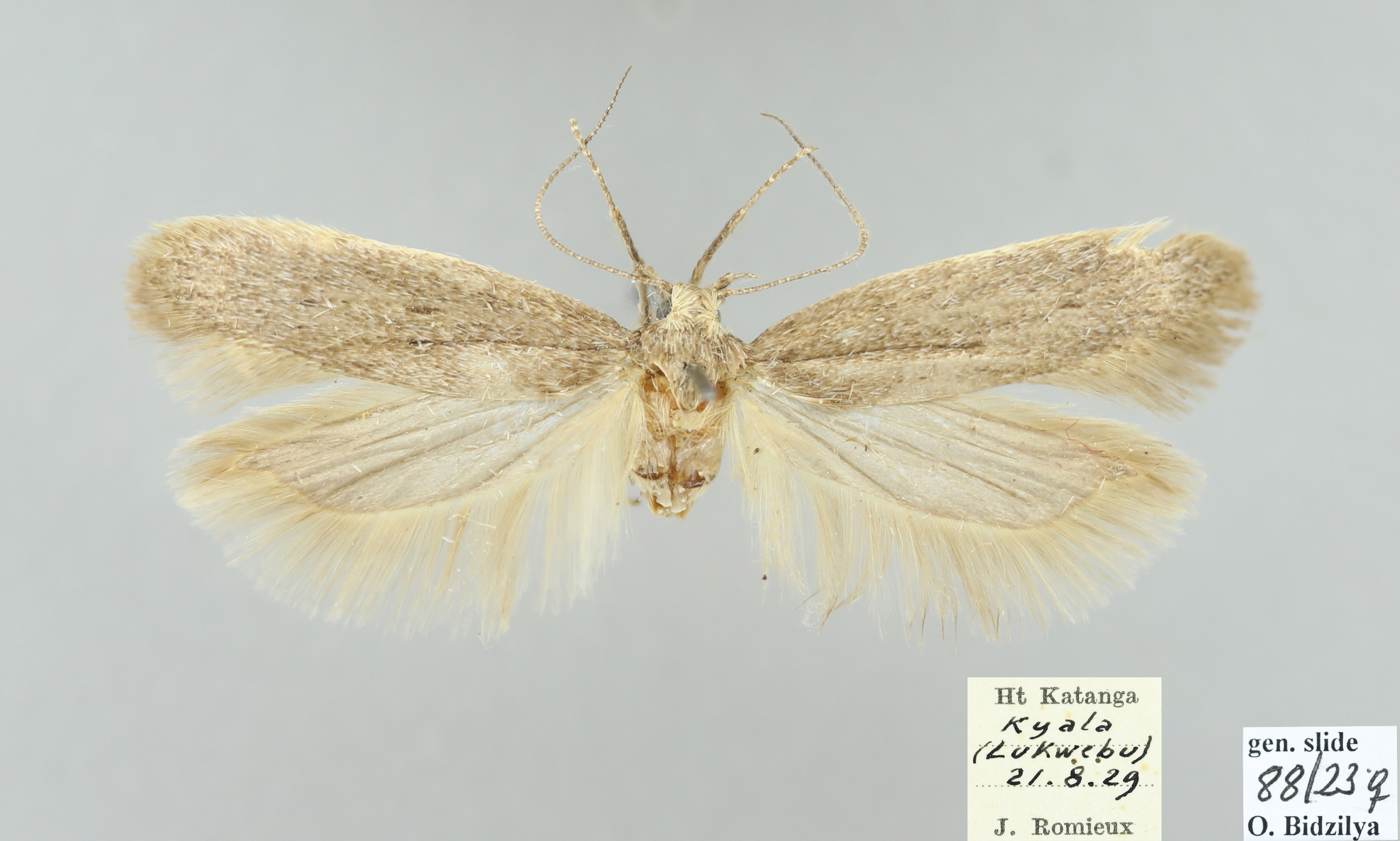 /filer/webapps/moths/media/images/P/pallidifusca__Athrips_FPT_MHNG.jpg