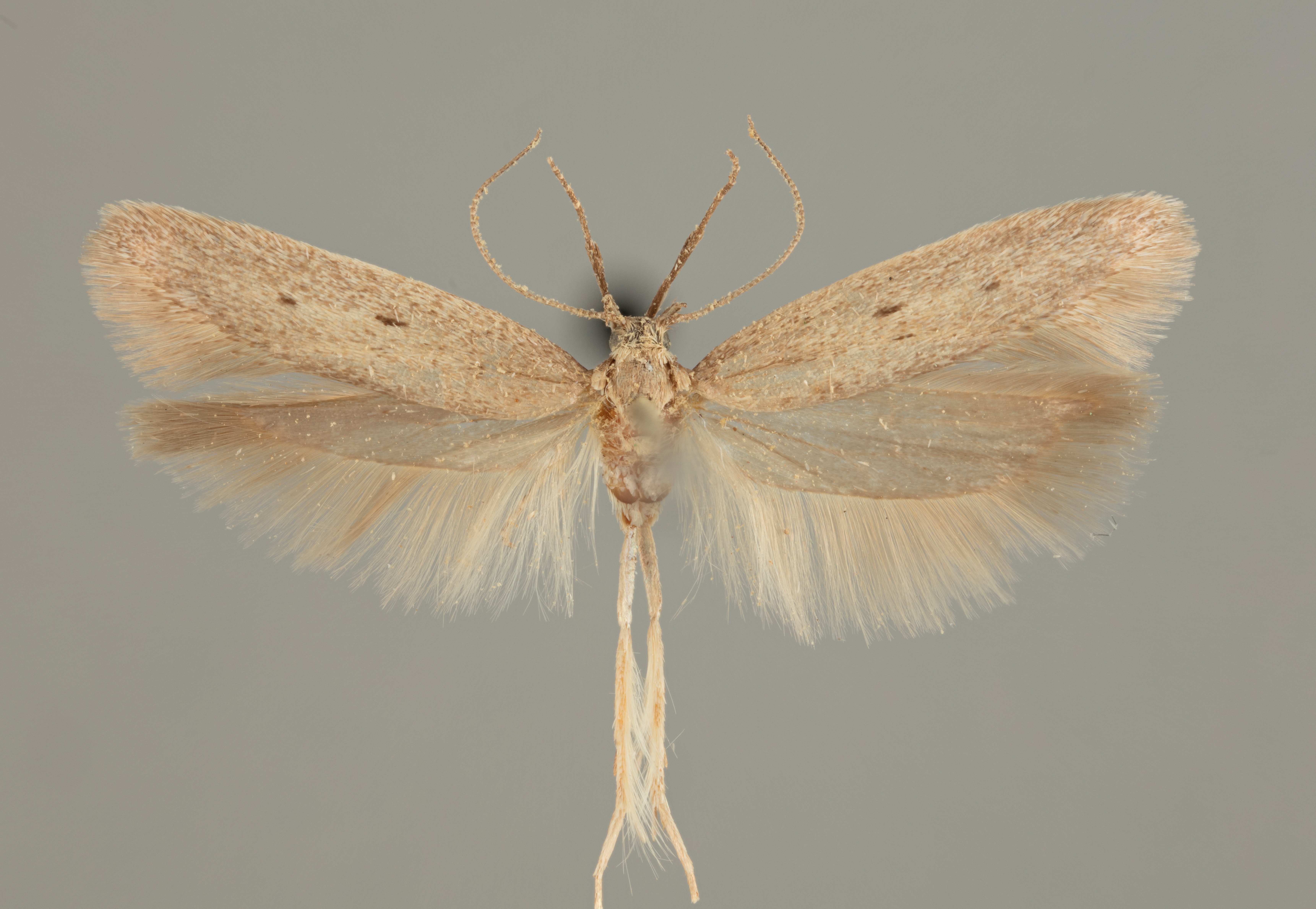 /filer/webapps/moths/media/images/P/pallidifusca__Athrips_MHT_MHNG.jpg