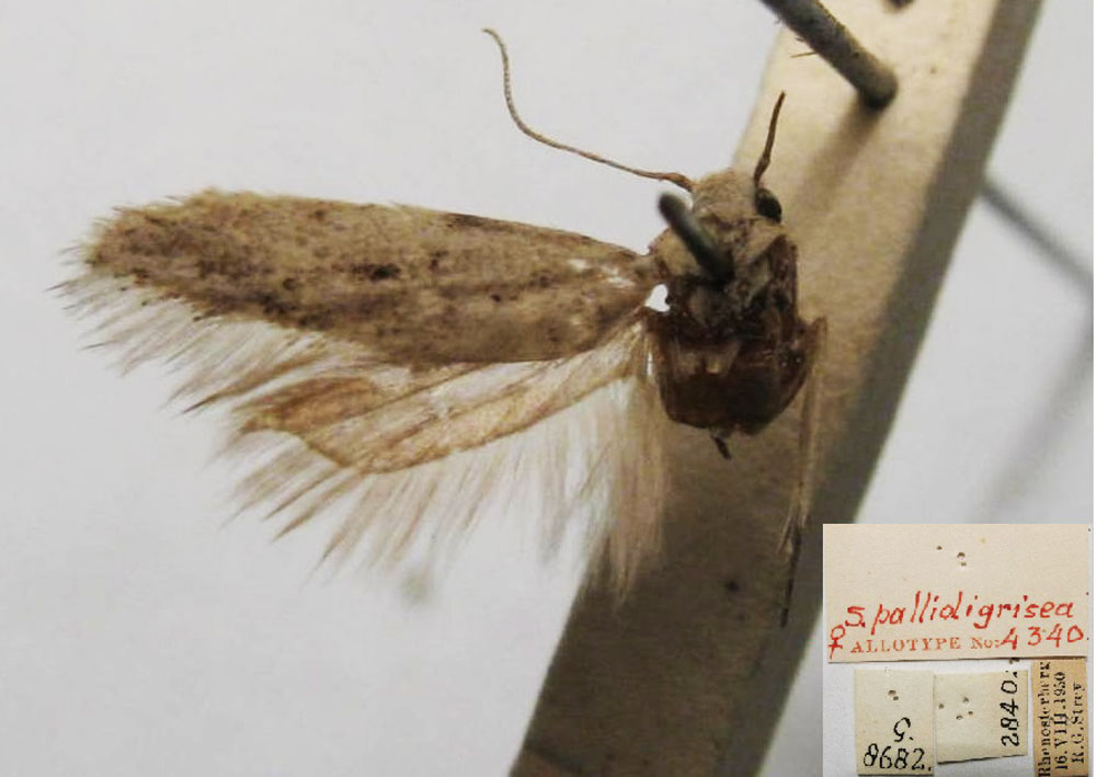 /filer/webapps/moths/media/images/P/pallidigrisea_Streyella_AT_TMSA.jpg