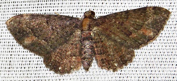 /filer/webapps/moths/media/images/P/pallidimacula_Horisme_A_Braun_02.jpg