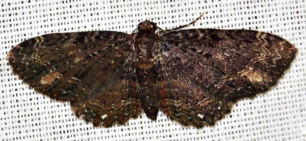 /filer/webapps/moths/media/images/P/pallidimacula_Horisme_A_Braun_04.jpg