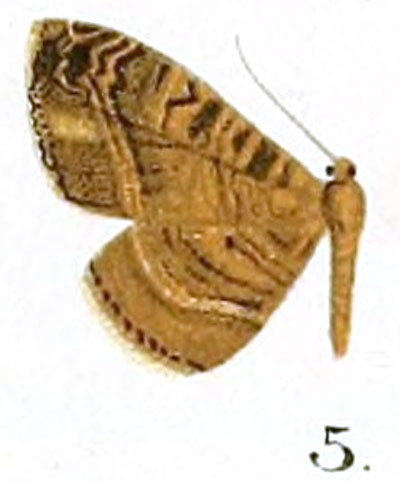 /filer/webapps/moths/media/images/P/pallidimacula_Horisme_HT_Prout_17-5.jpg