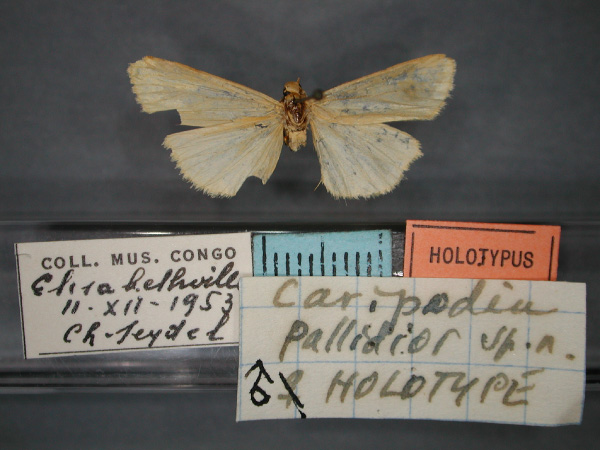 /filer/webapps/moths/media/images/P/pallidior_Caripodia_HT_RMCA_01.jpg