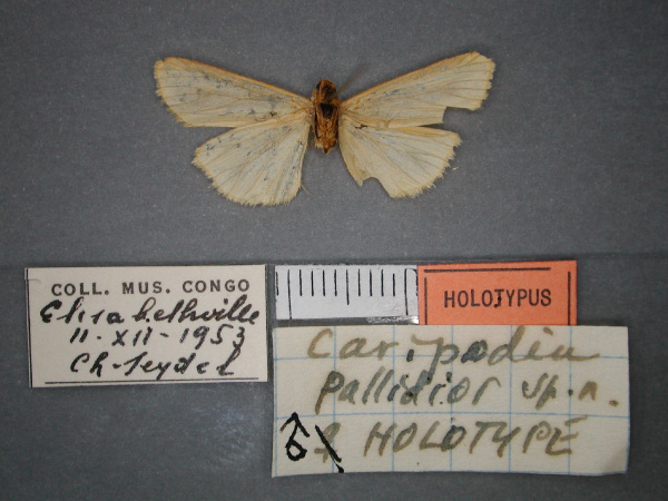 /filer/webapps/moths/media/images/P/pallidior_Caripodia_HT_RMCA_02.jpg