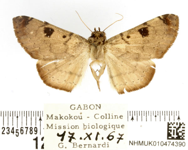/filer/webapps/moths/media/images/P/pallidipennis_Tatorinia_AM_BMNH.jpg