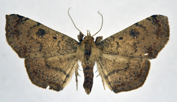 /filer/webapps/moths/media/images/P/pallidipennis_Tatorinia_A_NHMO.jpg