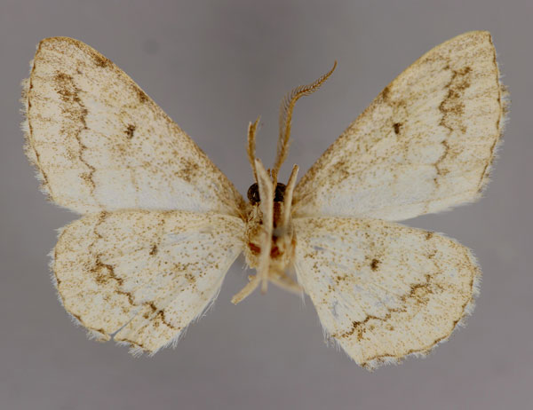 /filer/webapps/moths/media/images/P/pallidisalsa_Scopula_A_ZSM_02.jpg