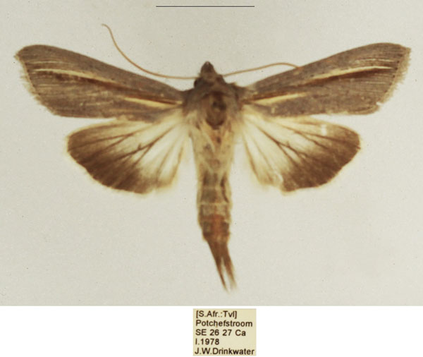 /filer/webapps/moths/media/images/P/pallidistria_Cucullia_AM_TMSA_01.jpg