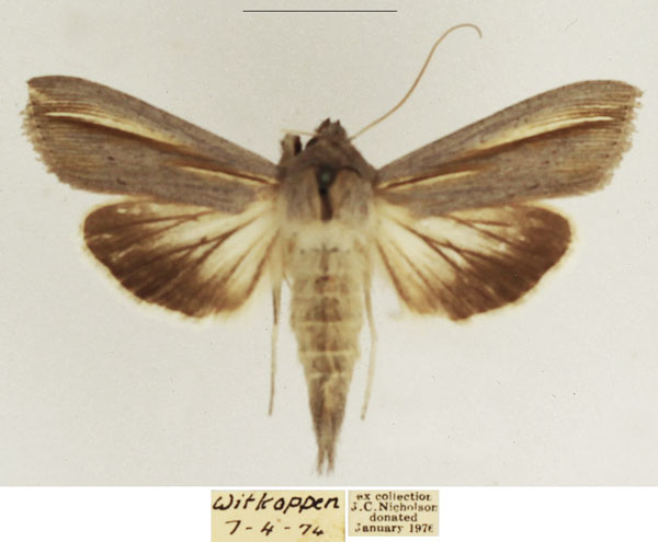 /filer/webapps/moths/media/images/P/pallidistria_Cucullia_AM_TMSA_02.jpg
