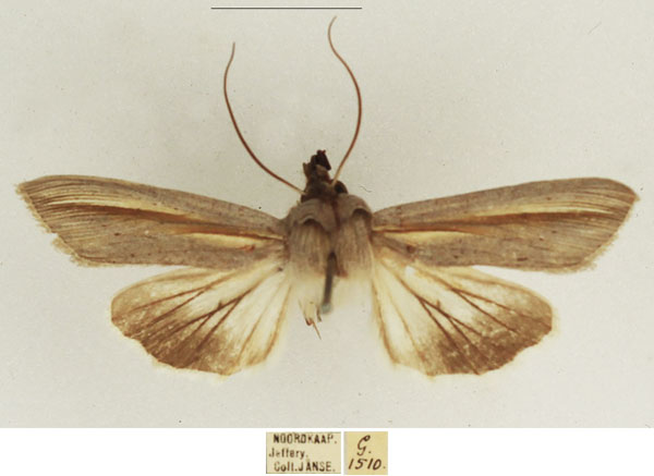 /filer/webapps/moths/media/images/P/pallidistria_Cucullia_AM_TMSA_03.jpg