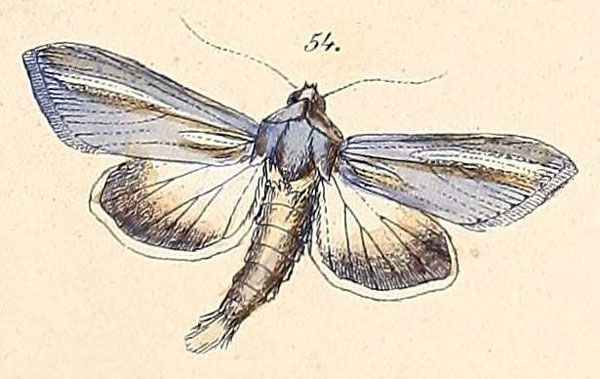 /filer/webapps/moths/media/images/P/pallidistria_Cucullia_HT_Felder_108_54.jpg