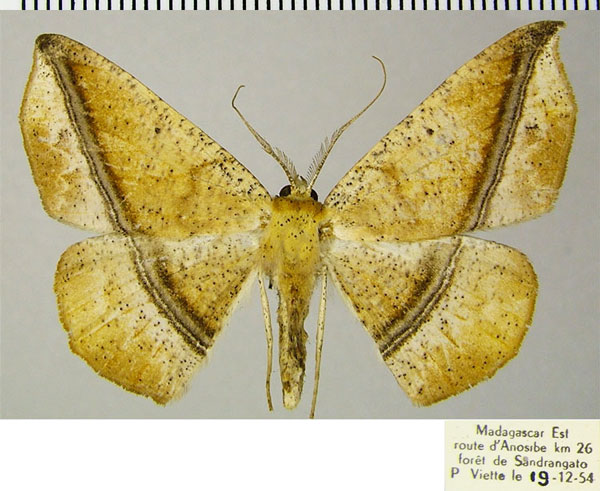 /filer/webapps/moths/media/images/P/pallidizona_Psilocerea_AM_ZSM.jpg