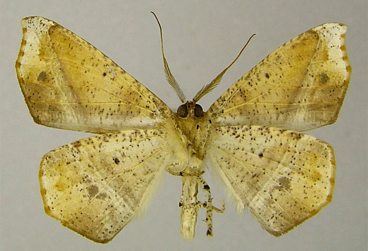 /filer/webapps/moths/media/images/P/pallidizona_Psilocerea_AT_ZSMb.jpg