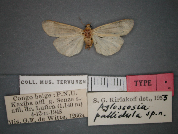 /filer/webapps/moths/media/images/P/pallidula_Aglossosia_HT_RMCA_01.jpg