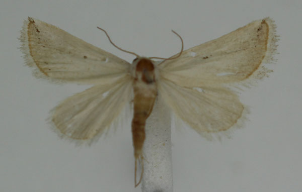 /filer/webapps/moths/media/images/P/pallidula_Eublemma_A_JMonks_01.jpg