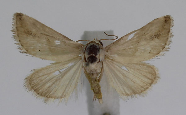 /filer/webapps/moths/media/images/P/pallidula_Eublemma_A_JMonks_02.jpg